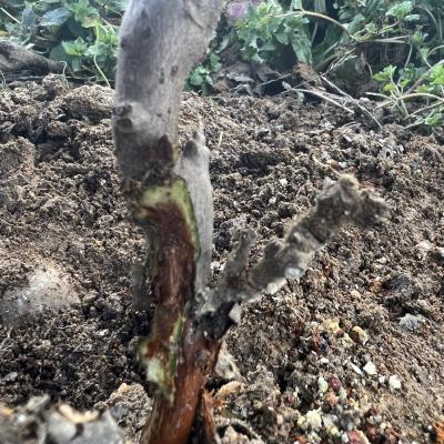 Καταπληκτικός Γαλαξίας Ανδρομέδα